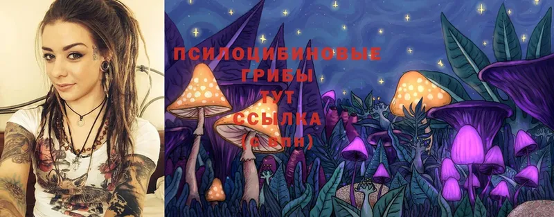 Псилоцибиновые грибы Psilocybe  Заполярный 